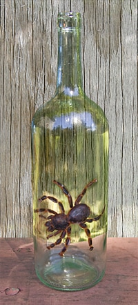 Melissa-Brinton-wine-bottle-tarantula